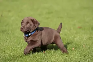 Collars Prints: Dog - Chocolate Labrador - puppy outside. Bewdley Worcs UK