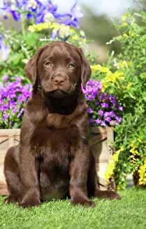 Dog - Chocolate Labrador puppy outside in garden Dog - Chocolate Labrador puppy outside in garden