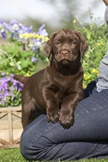 Images Dated 5th April 2011: Dog - Chocolate Labrador puppy with owner