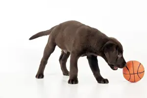 DOG - Chocolate labrador puppy playing with a ball (13 weeks)
