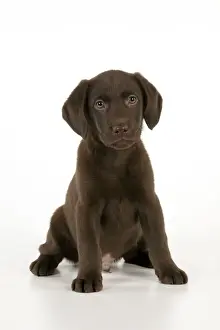 Gungogs Prints: DOG - Chocolate labrador puppy sitting (13 weeks)