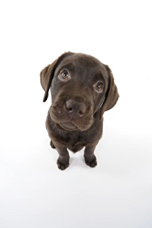 Images Dated 18th January 2011: Dog - Chocolate Labrador puppy - sitting down