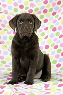 Images Dated 18th January 2011: Dog - Chocolate Labrador puppy - sitting down