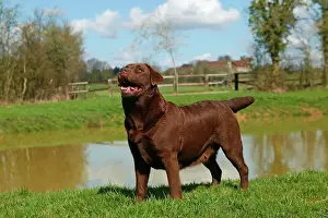 Chocolate Prints: Dog - Chocolate Labrador Retriever
