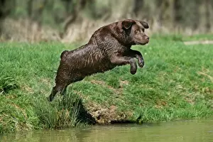Dog - Chocolate Labrador Retriever jumping into water