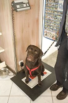 Dog - Chocolate Labrador being weighed