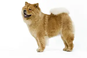 Dog - Chow chow