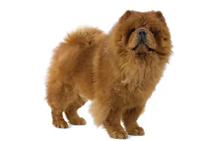 Dogs - Chow Chow