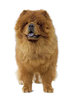 Dogs - Chow Chow