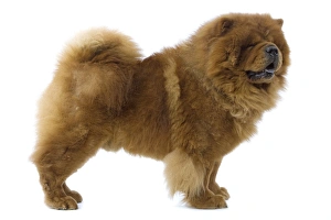 Dogs - Chow Chow