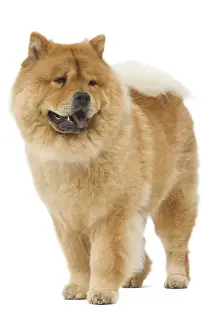 Chow Chow Prints: Dog - Chow chow - in studio