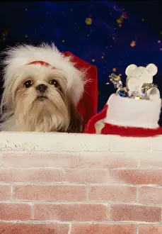 Dog - Christmas
