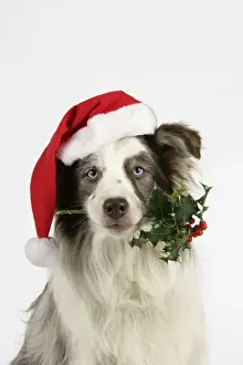 Holly Prints: Dog with christmas hat holding holly in mouth