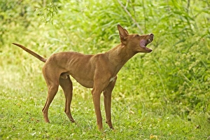 Images Dated 21st June 2004: Dog - Cinerco dell'Etna / Sicilian Greyhound