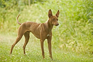Images Dated 21st June 2004: Dog - Cinerco dell'Etna / Sicilian Greyhound