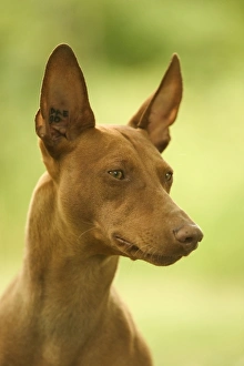 Images Dated 21st June 2004: Dog - Cinerco dell'Etna / Sicilian Greyhound