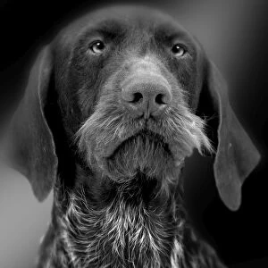 Images Dated 9th July 2008: Dog - close-up of face, in black and white