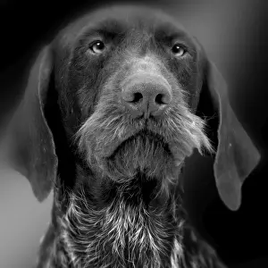 Dog - close-up of face, in black and white