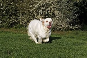 Images Dated 5th April 2011: Dog - Clumber Spaniel