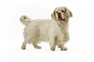 Dog - Clumber Spaniel