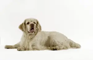Dog - Clumber Spaniel, lying down