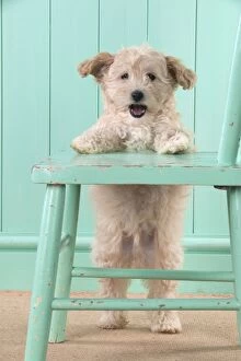 Dog Cockapoo (7 weeks old ) with chair