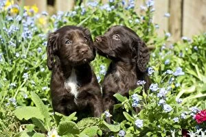 Images Dated 10th April 2014: Dog - Cocker Spaniel about 6 weeks old - in a flower bed