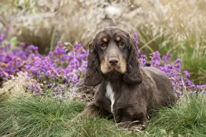 DOG - Cocker spaniel
