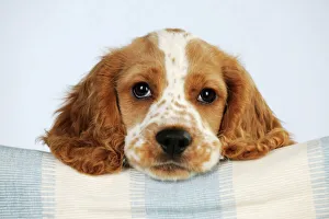 DOG - Cocker spaniel