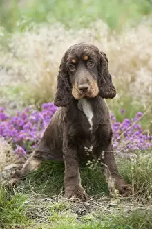 In Meadow Prints: DOG - Cocker spaniel