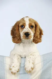 DOG - Cocker spaniel