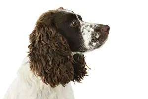 Cocker Prints: Dog. Cocker Spaniel, adult, head shot, portrait, sitting, studio, white backgound