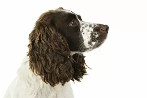 Dog. Cocker Spaniel, adult, head shot, portrait, sitting, studio, white backgound