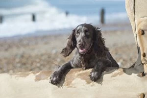 Images Dated 18th February 2016: Dog Cocker Spaniel on the beach looking over break water