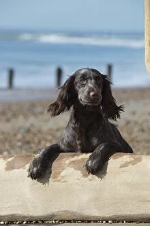 Images Dated 18th February 2016: Dog Cocker Spaniel on the beach looking over break water