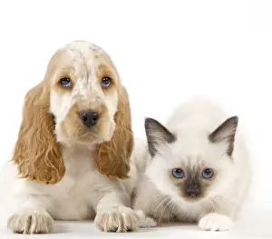 Dog - Cocker Spaniel with Cat - Birman kitten