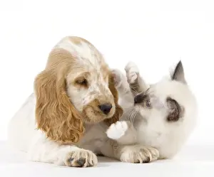 Dog - Cocker Spaniel with Cat - Birman kitten