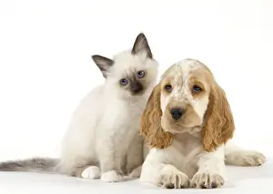 Dog - Cocker Spaniel with Cat - Birman kitten