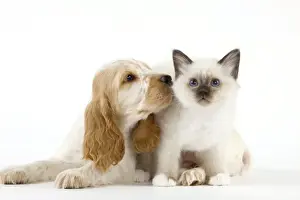 Dog - Cocker Spaniel with Cat - Birman kitten