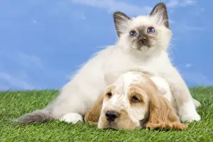 Dog - Cocker Spaniel with Cat - Birman kitten