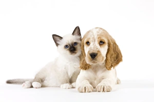 Dog - Cocker Spaniel with Cat - Birman kitten