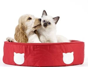 Images Dated 18th May 2012: Dog - Cocker Spaniel with Cat - Birman kitten - in cat bed