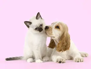 Dog - Cocker Spaniel with Cat - Birman kitten Manipulated Image: Background colour changed