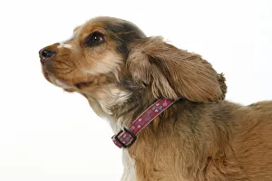 Wind Machine Collection: DOG. Cocker Spaniel, with ears & fur blowing in the wind, bad hair day. wind machine studio