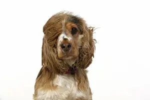 DOG. Cocker Spaniel, with ears & fur blowing in the wind, bad hair day. wind machine studio