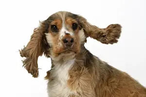 DOG. Cocker Spaniel, with ears & fur blowing in the wind, bad hair day. wind machine studio