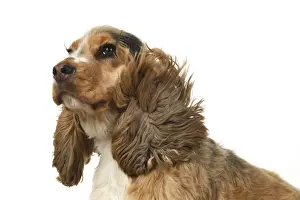 DOG. Cocker Spaniel, with ears & fur blowing in the wind, bad hair day. wind machine studio