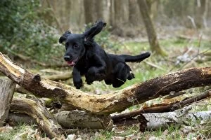 Images Dated 14th April 2013: DOG - Cocker Spaniel jumping over fallen branches