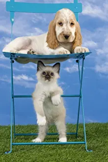 Semi Longhair Prints: Dog - Cocker Spaniel laying down on chair with Cat - Birman kitten