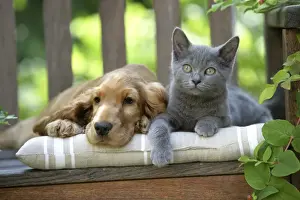 Garden Furniture Prints: Dog - Cocker Spaniel lying on bench with grey kitten